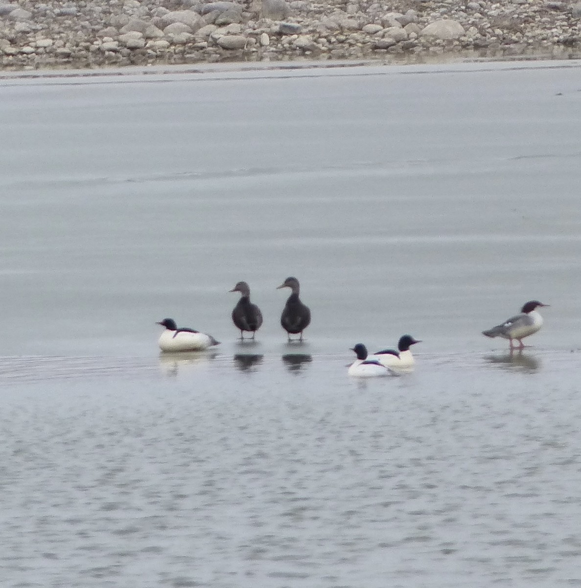 American Black Duck - ML536170601
