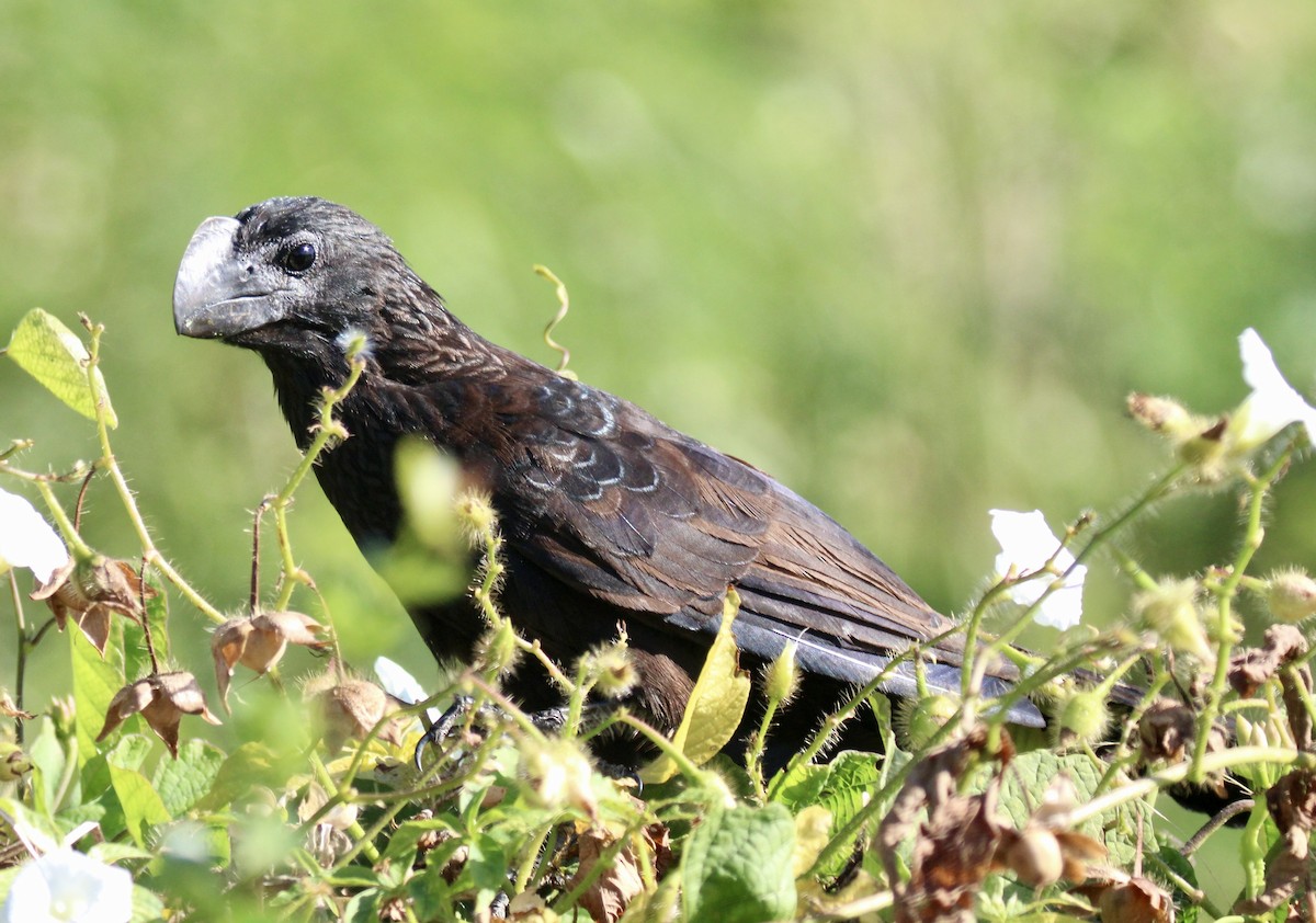 Smooth-billed Ani - ML536170811