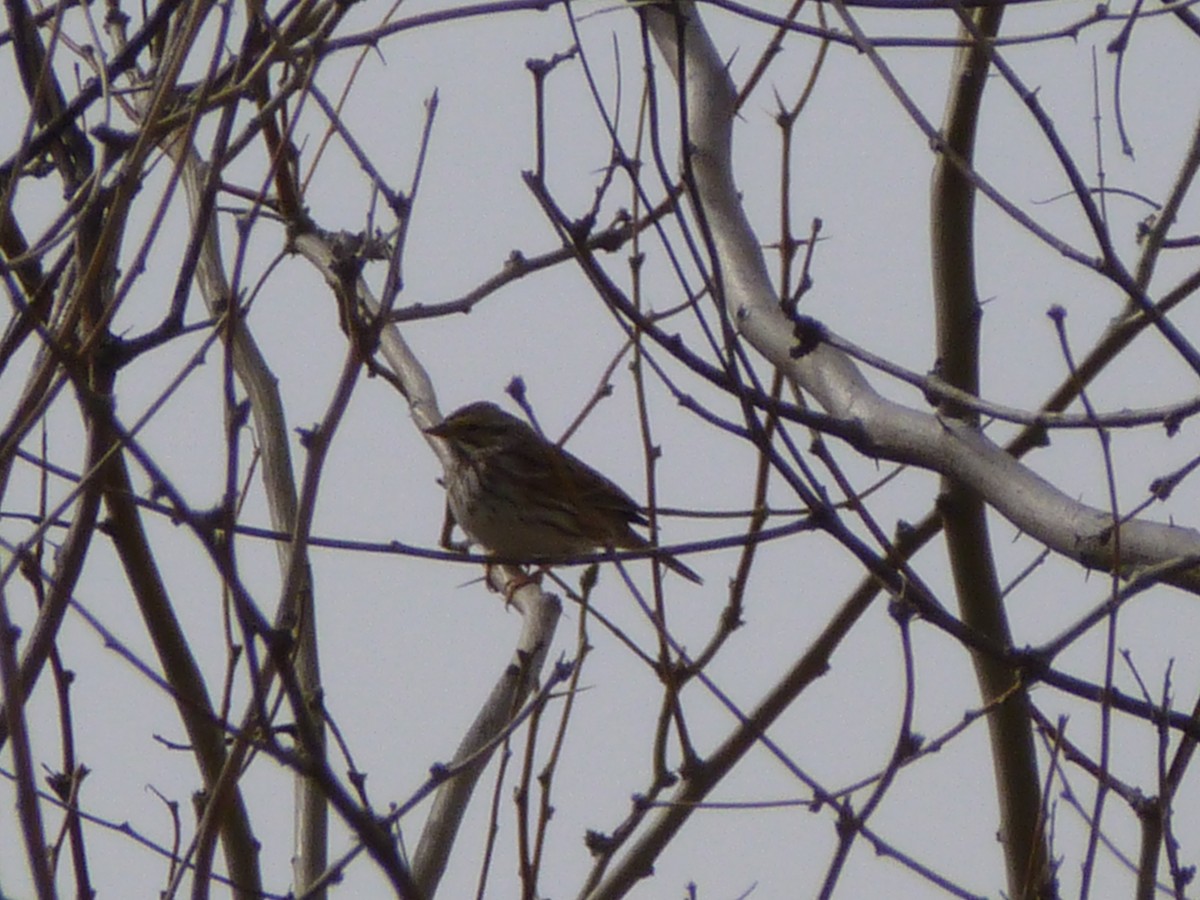 Savannah Sparrow - ML536171211