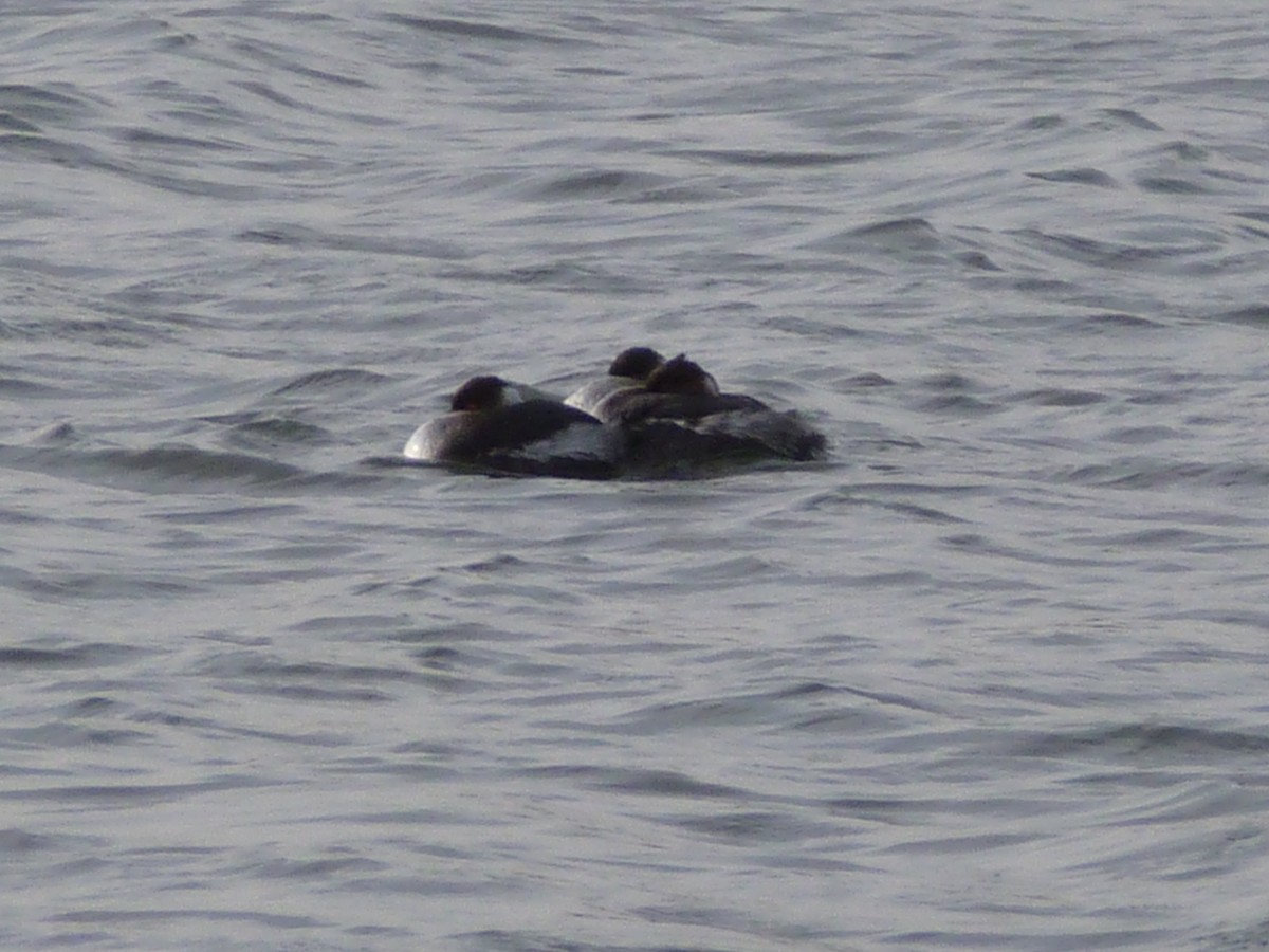 Eared Grebe - ML536171521