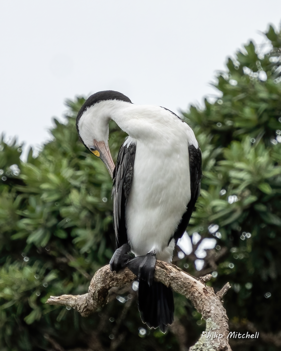 Cormorán Pío - ML536173401