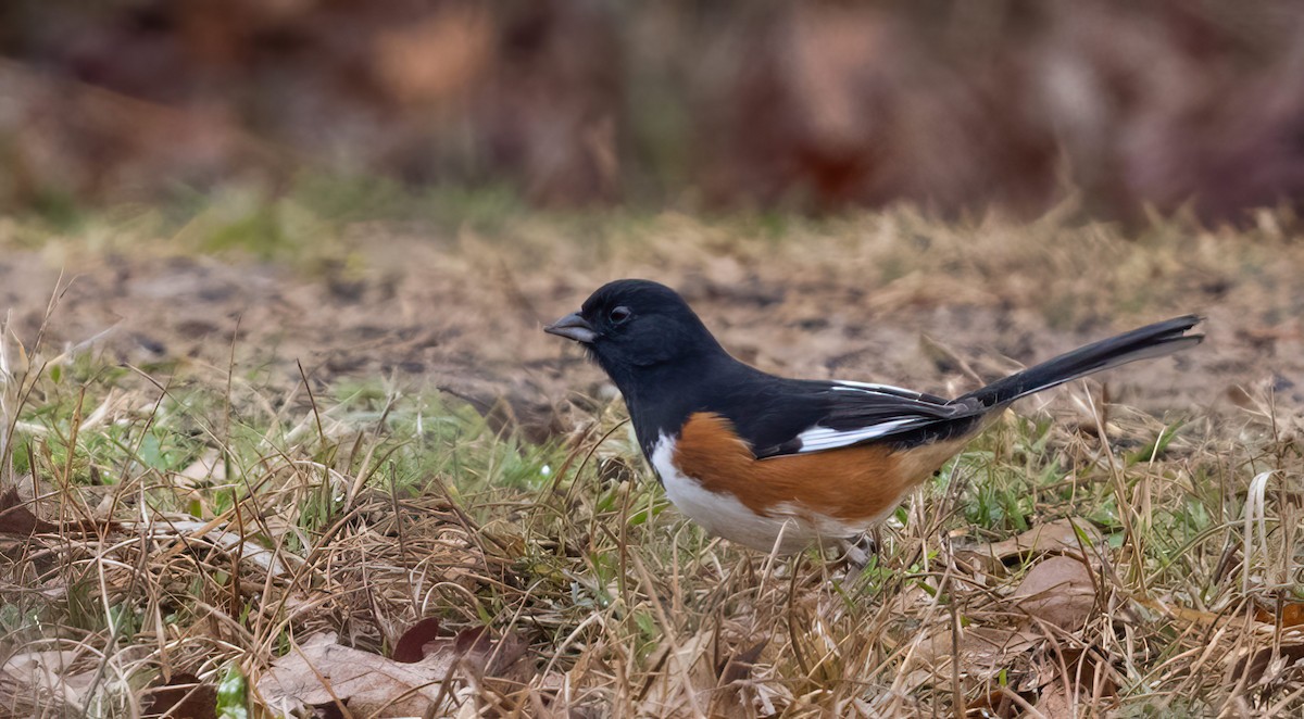 Eastern Towhee - Mark Storey