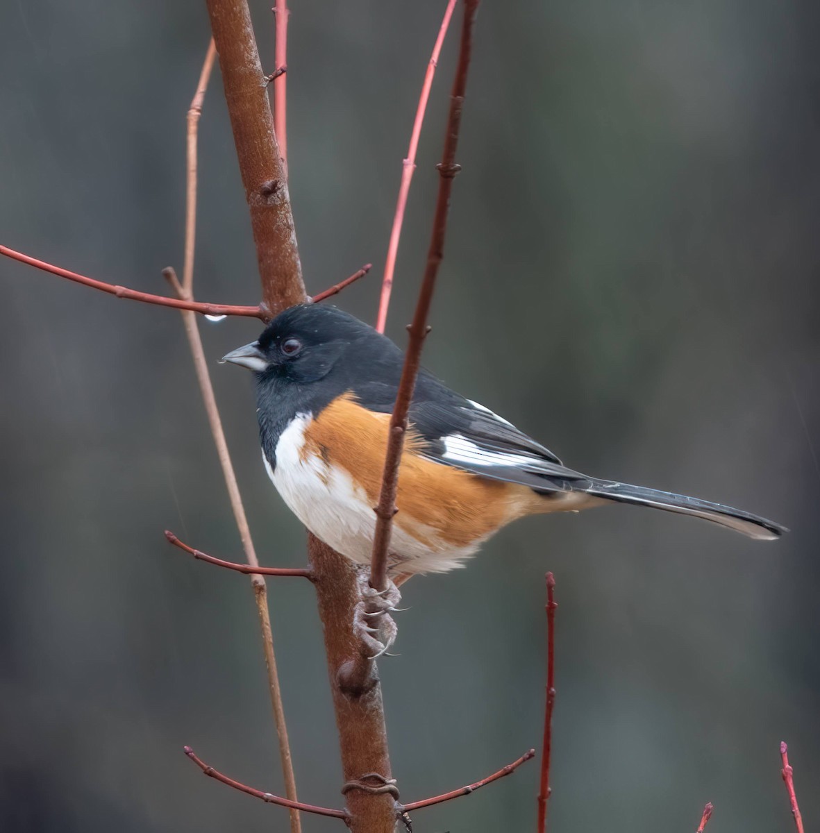 Eastern Towhee - Mark Storey