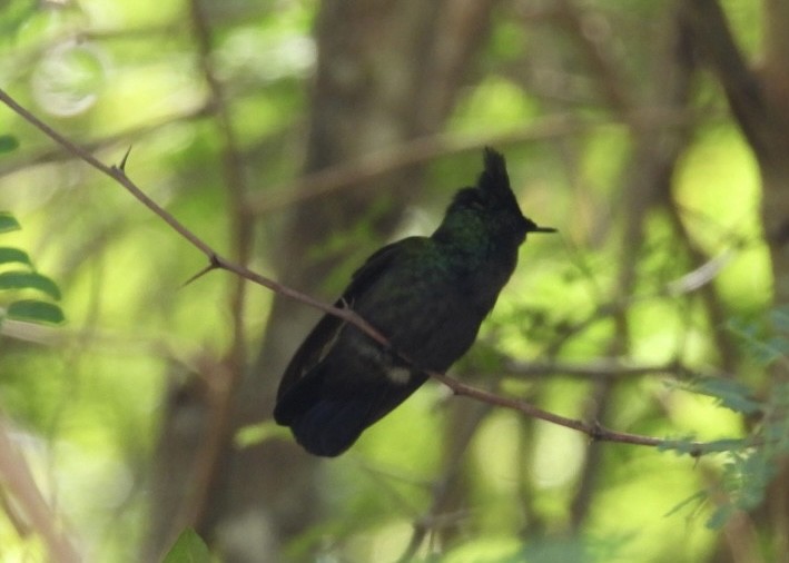 Antillean Crested Hummingbird - Nick Komar