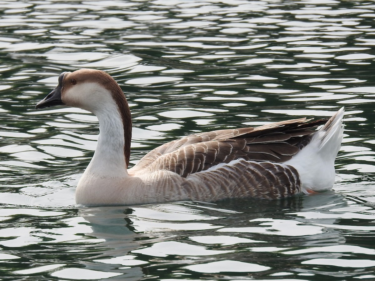 Swan Goose (Domestic type) - Steve Hosmer