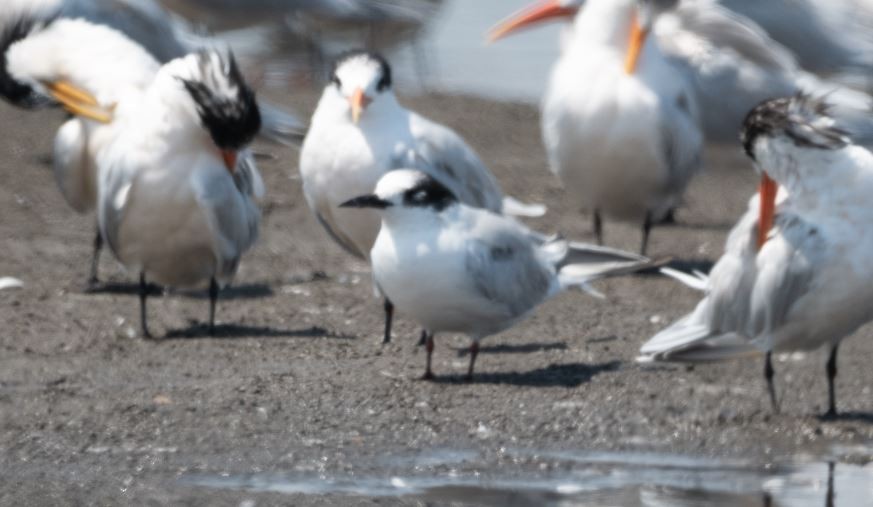 Common Tern - ML536176531