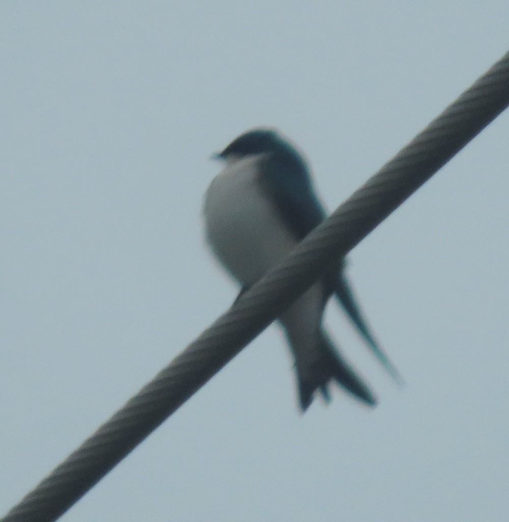 Tree Swallow - ML536176611