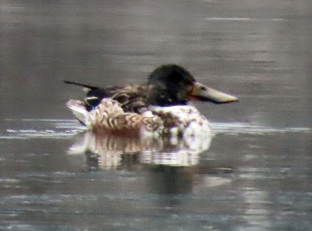 Northern Shoveler - ML536176921