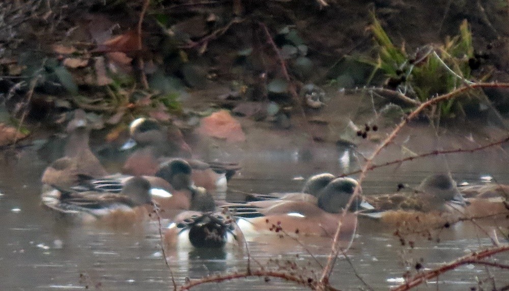 American Wigeon - ML536177191