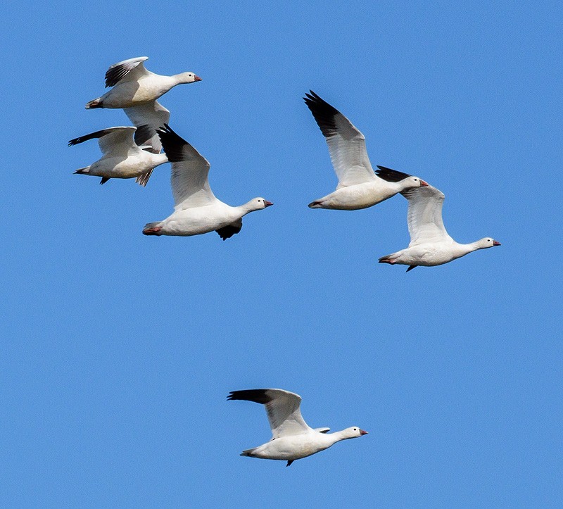 Ross's Goose - Mike Bailey