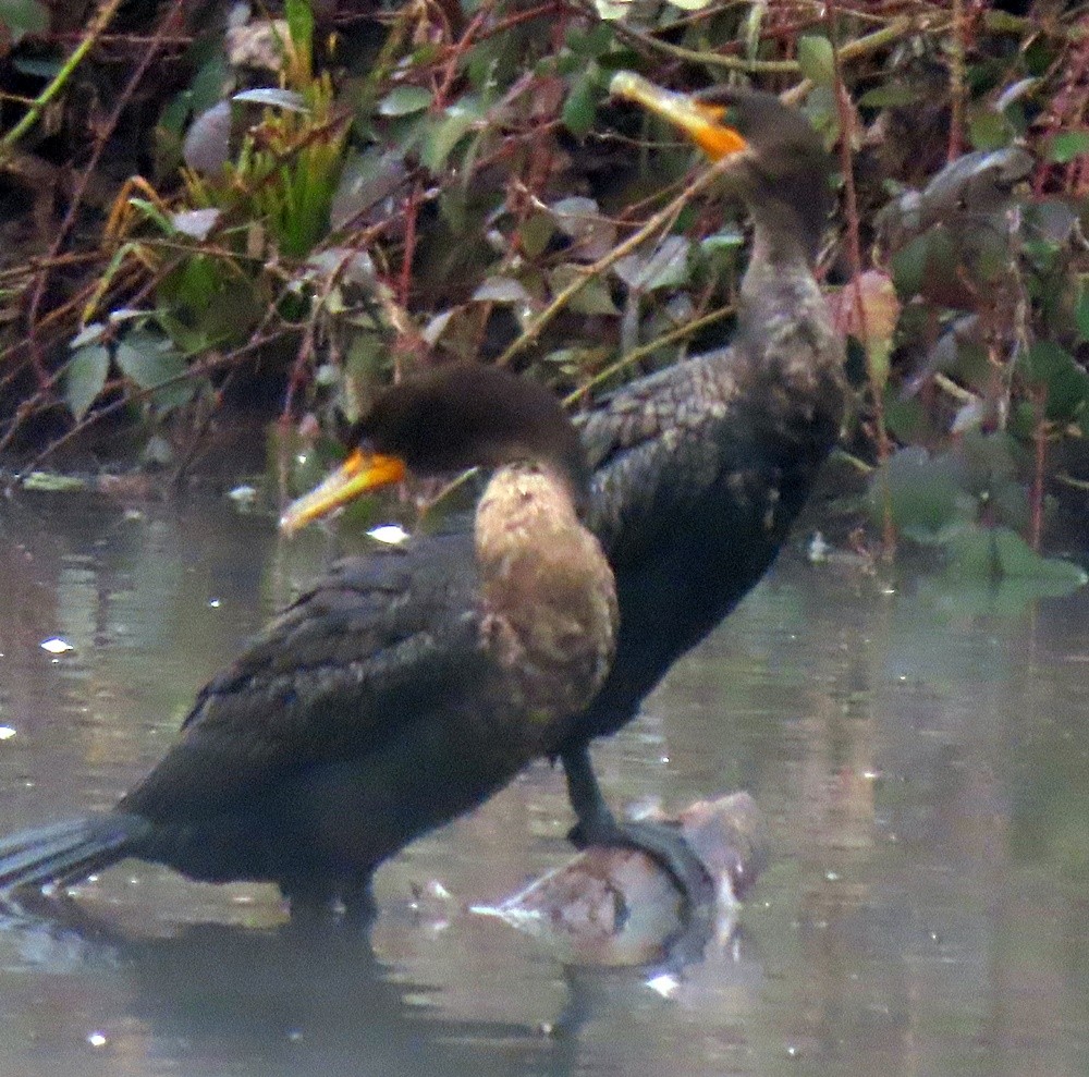 Double-crested Cormorant - ML536177271