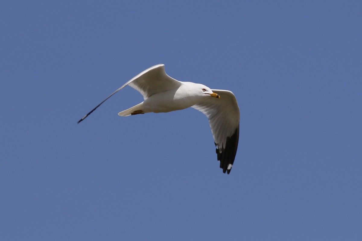 Ring-billed Gull - ML53617731