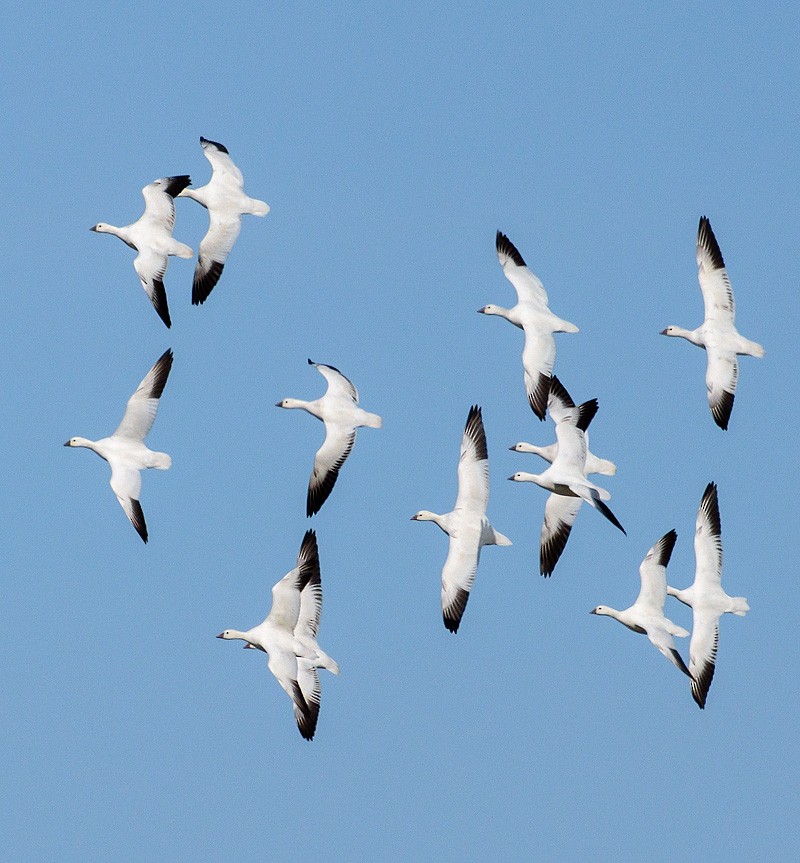 Ross's Goose - Mike Bailey