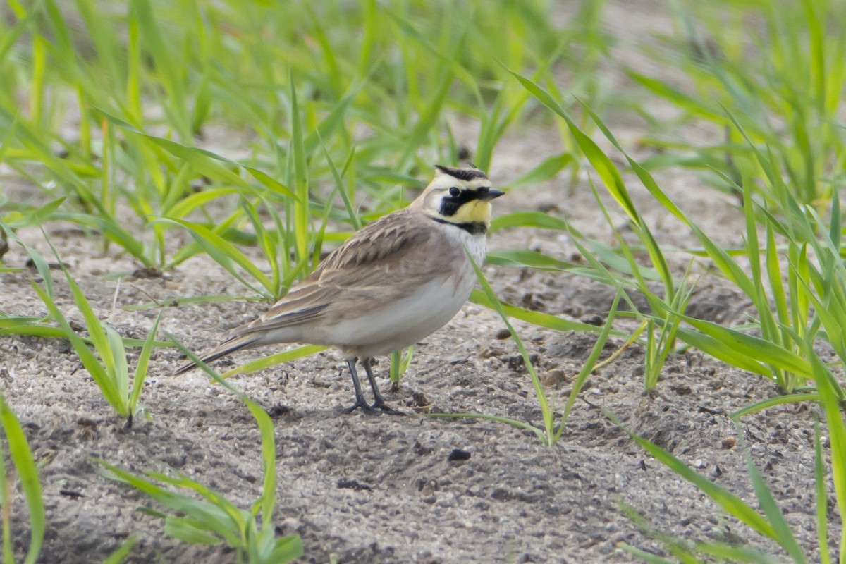 Horned Lark - Anthony Lee