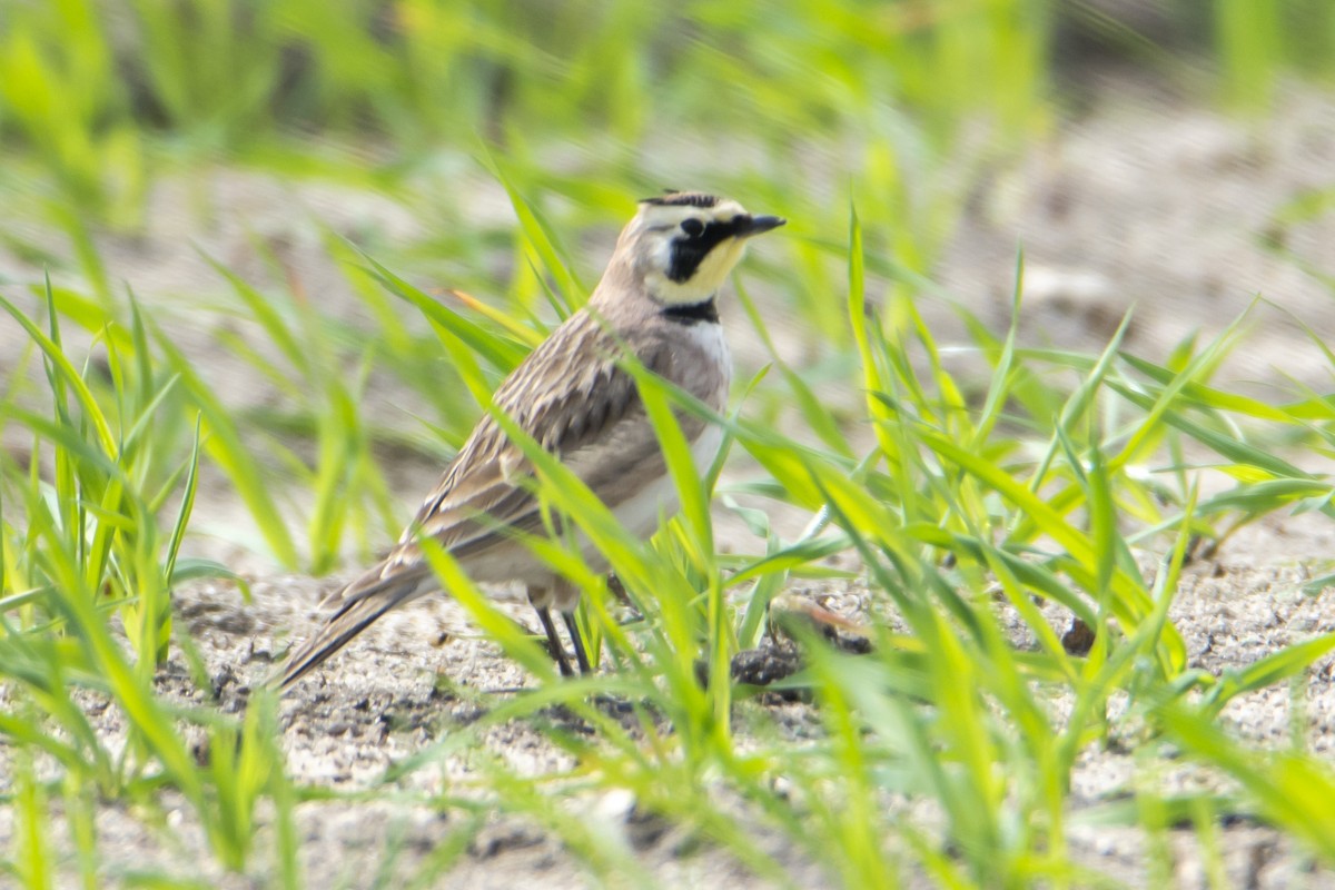 Horned Lark - Anthony Lee