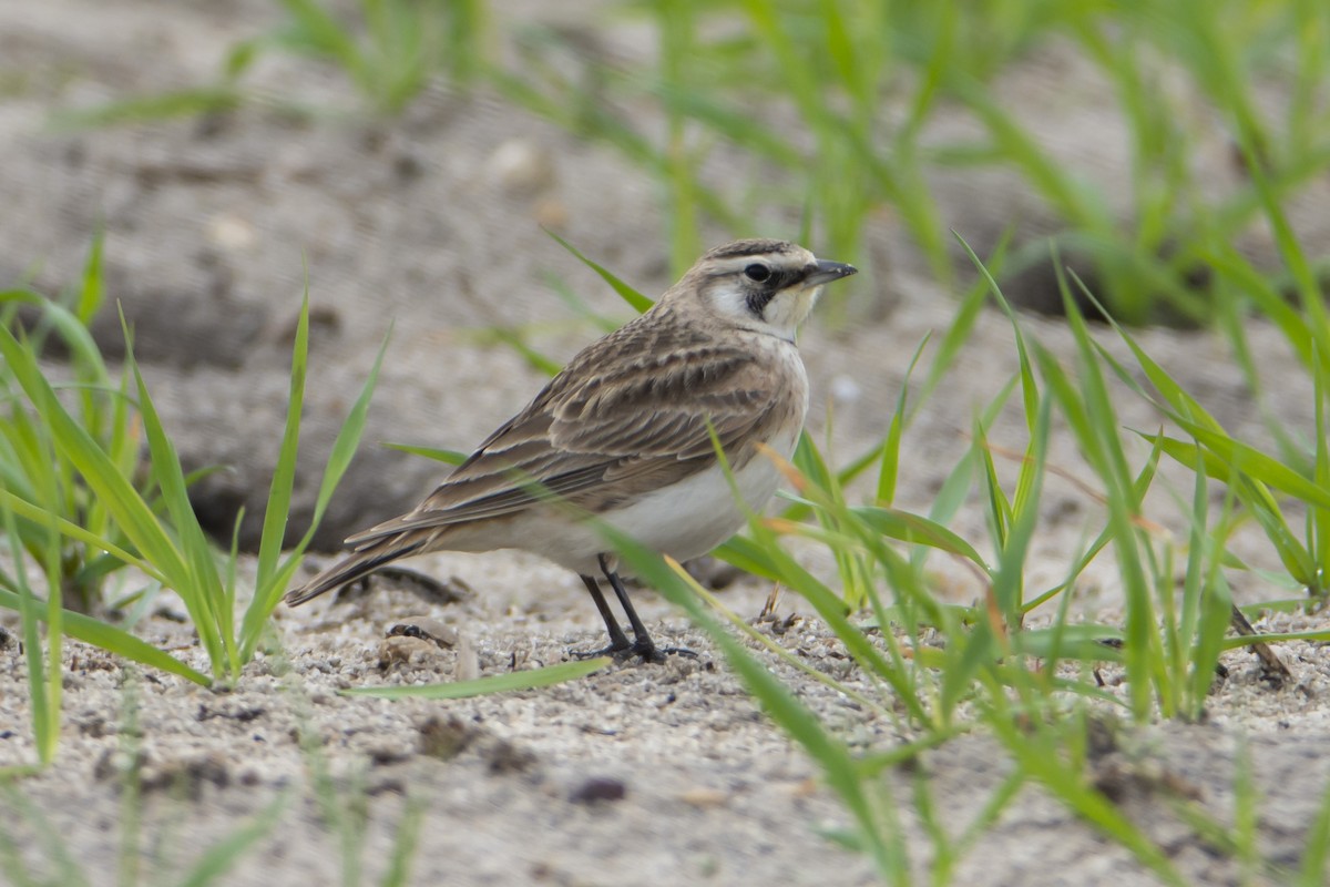 Horned Lark - ML536177941