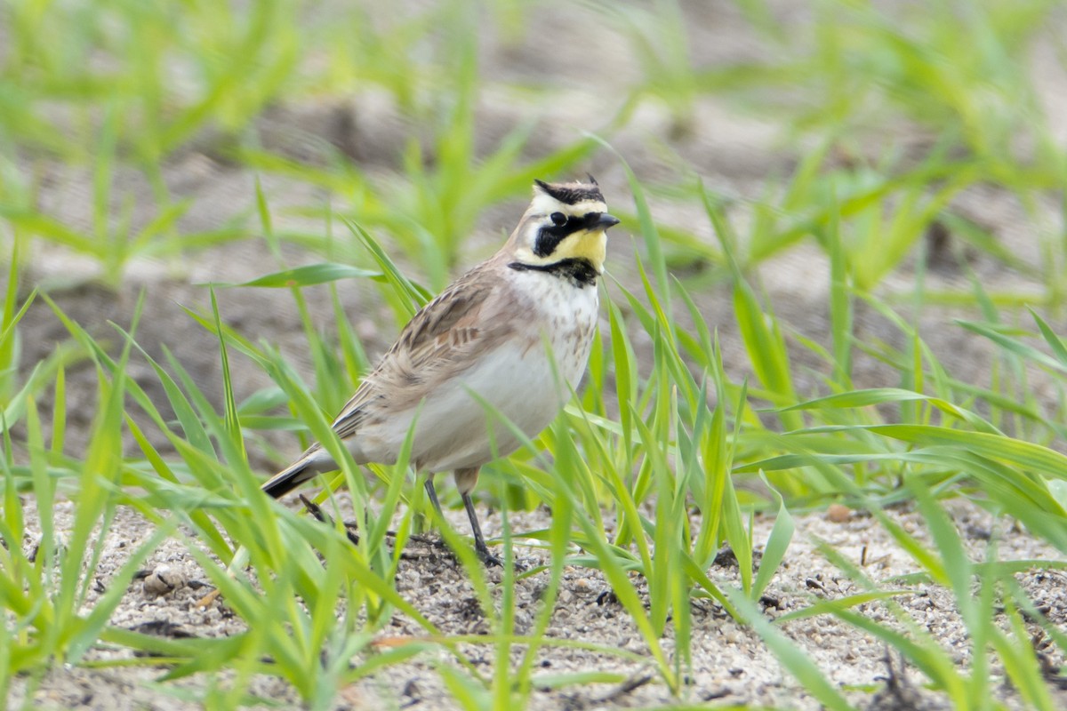 Horned Lark - Anthony Lee