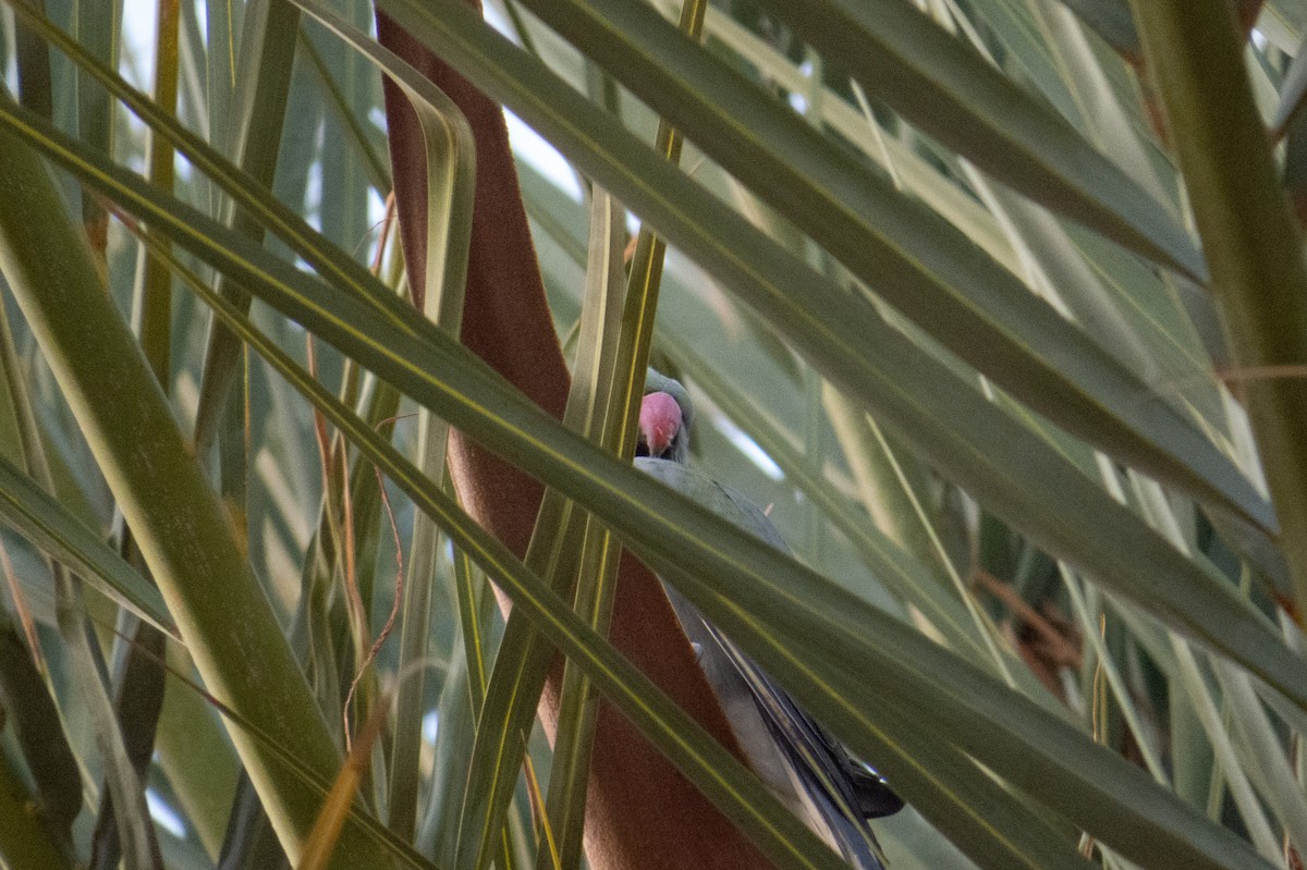 Psittacula sp. - André Vielma Mansilla