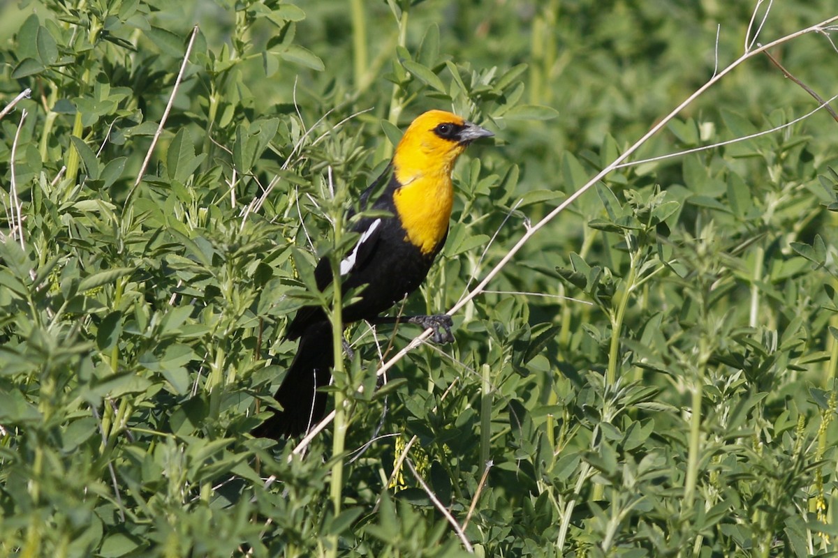 Yellow-headed Blackbird - ML53618041