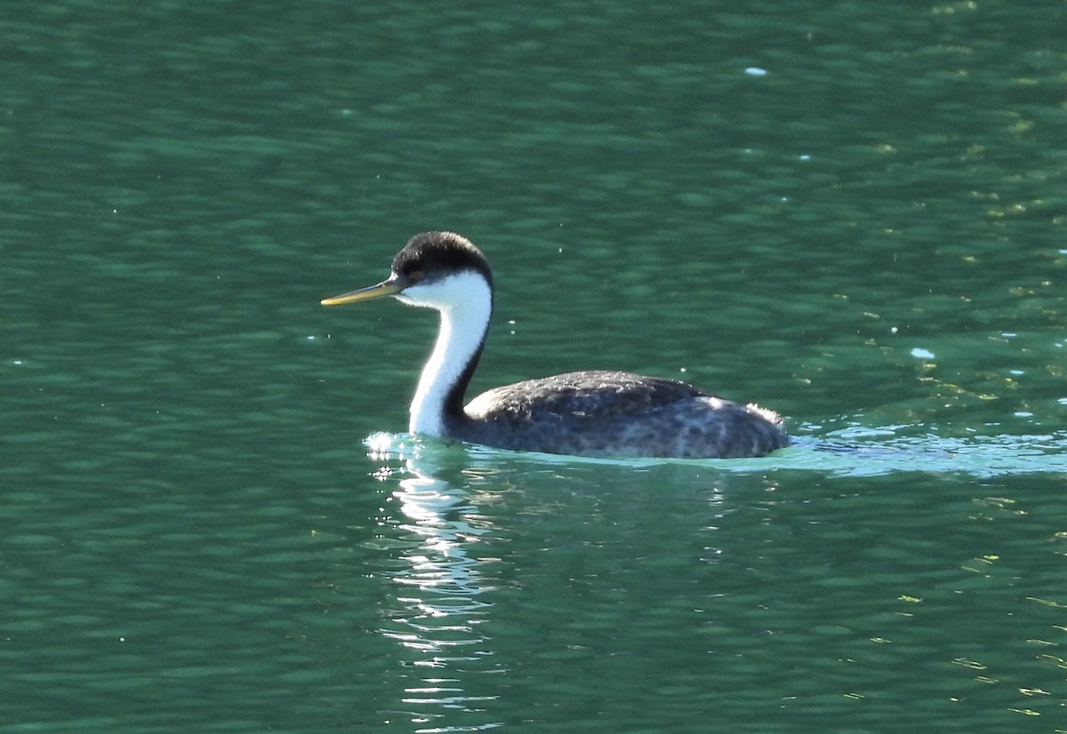 Western Grebe - ML536180441