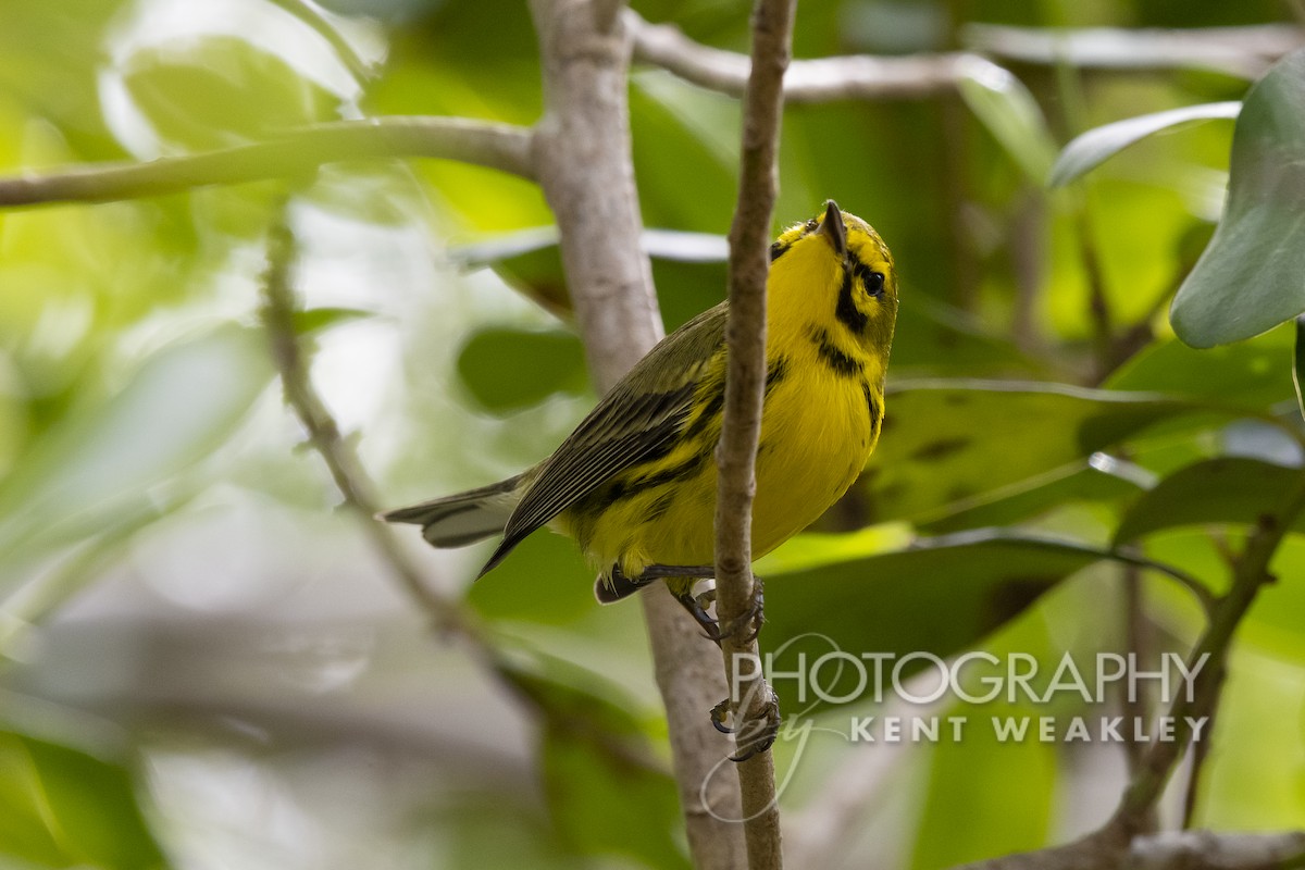 Prairie Warbler - ML536181401