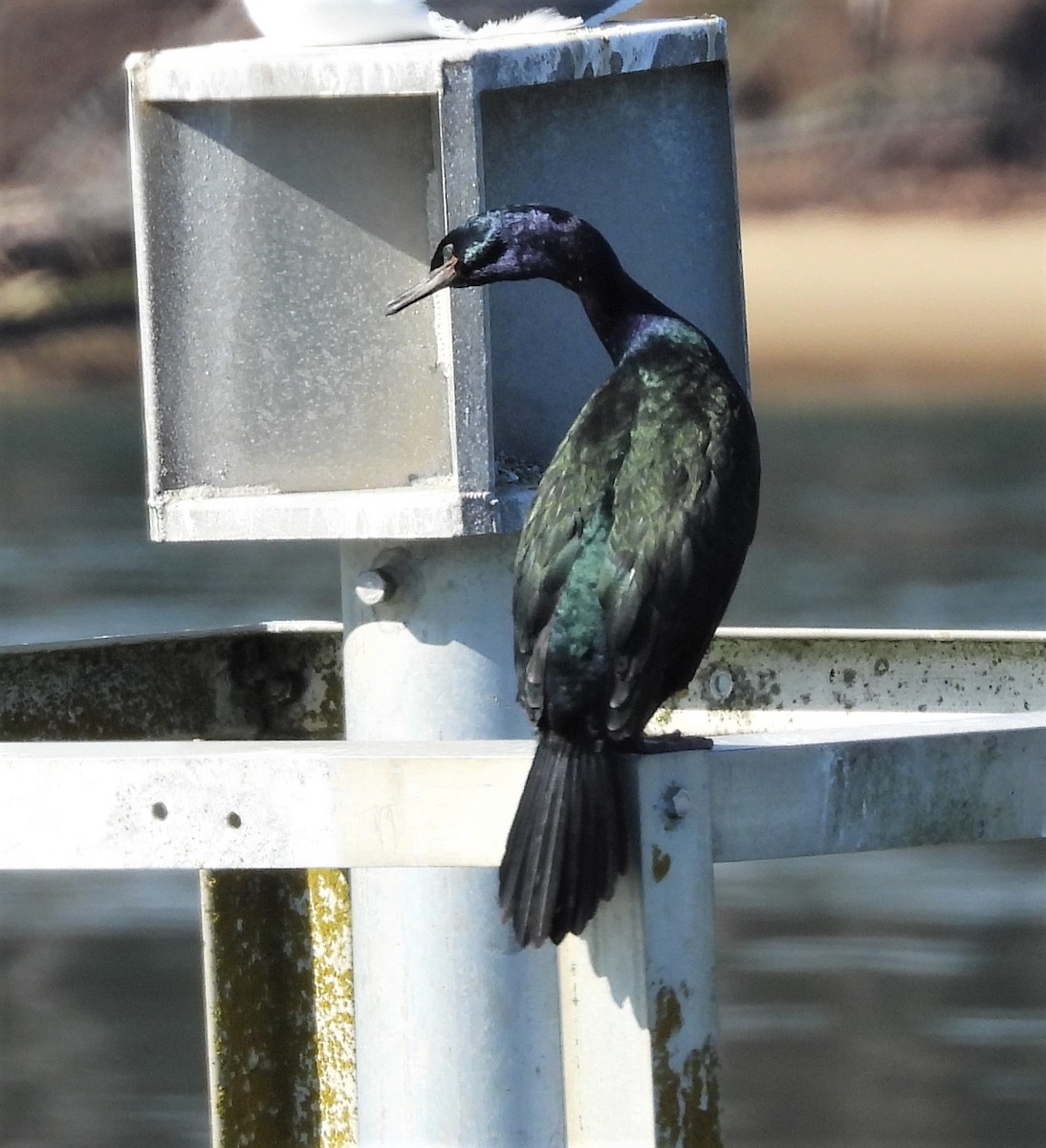 Pelagic Cormorant - ML536181591