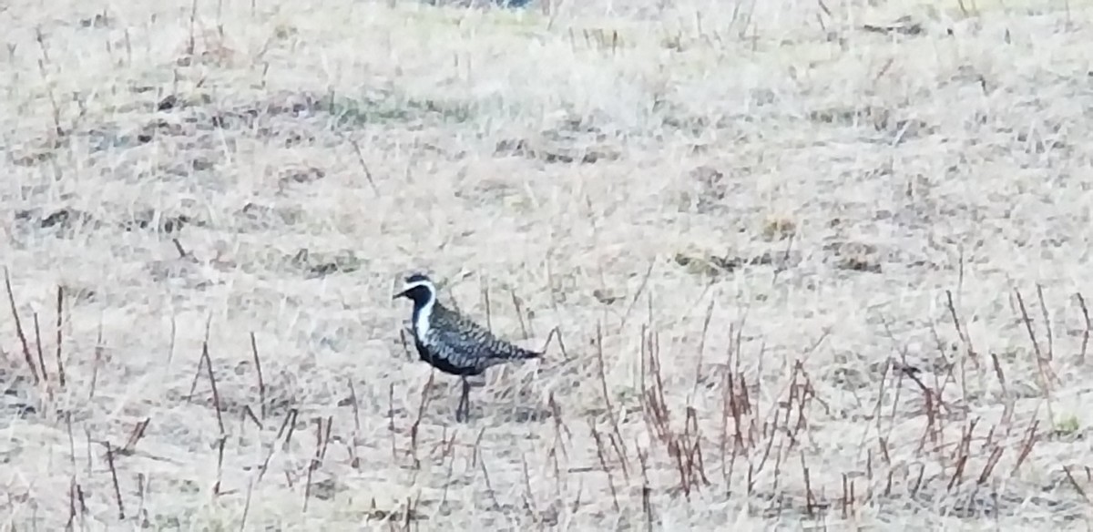 Pacific Golden-Plover - ML536182541