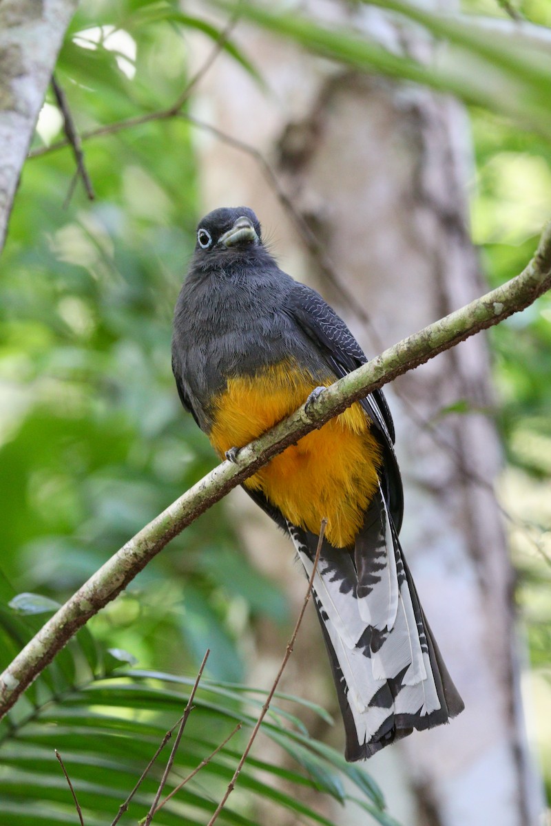 White-tailed Trogon - Aaron Marshall