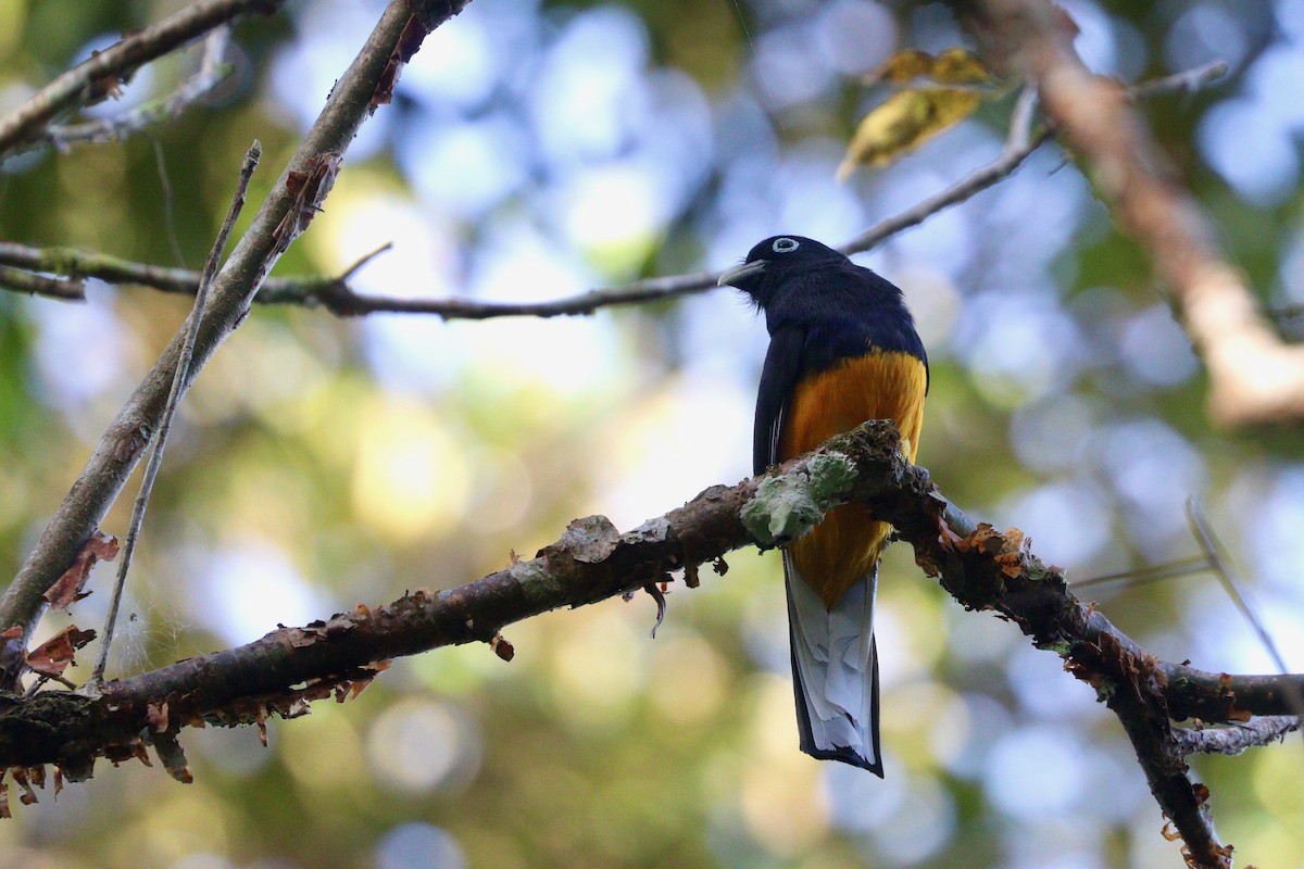 White-tailed Trogon - Aaron Marshall