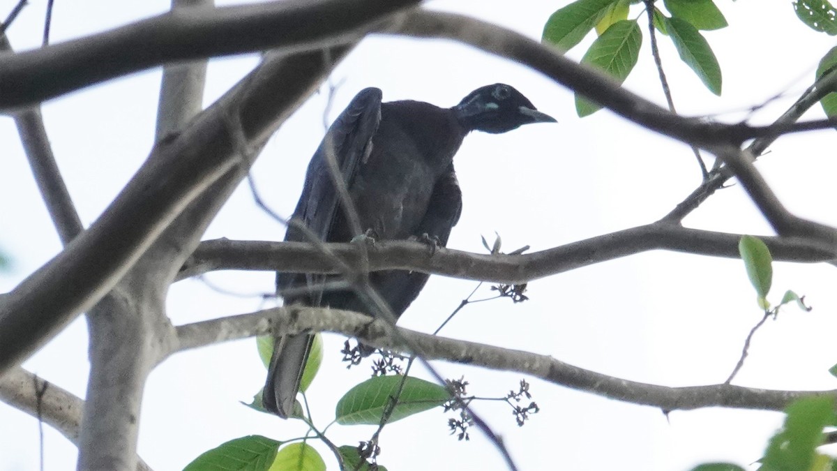 Bare-necked Fruitcrow - Ronald Breteler