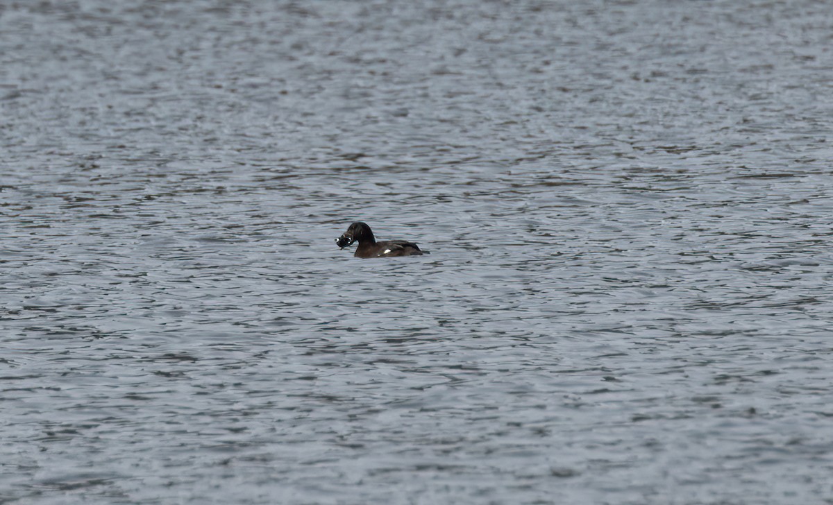 White-winged Scoter - ML536184991