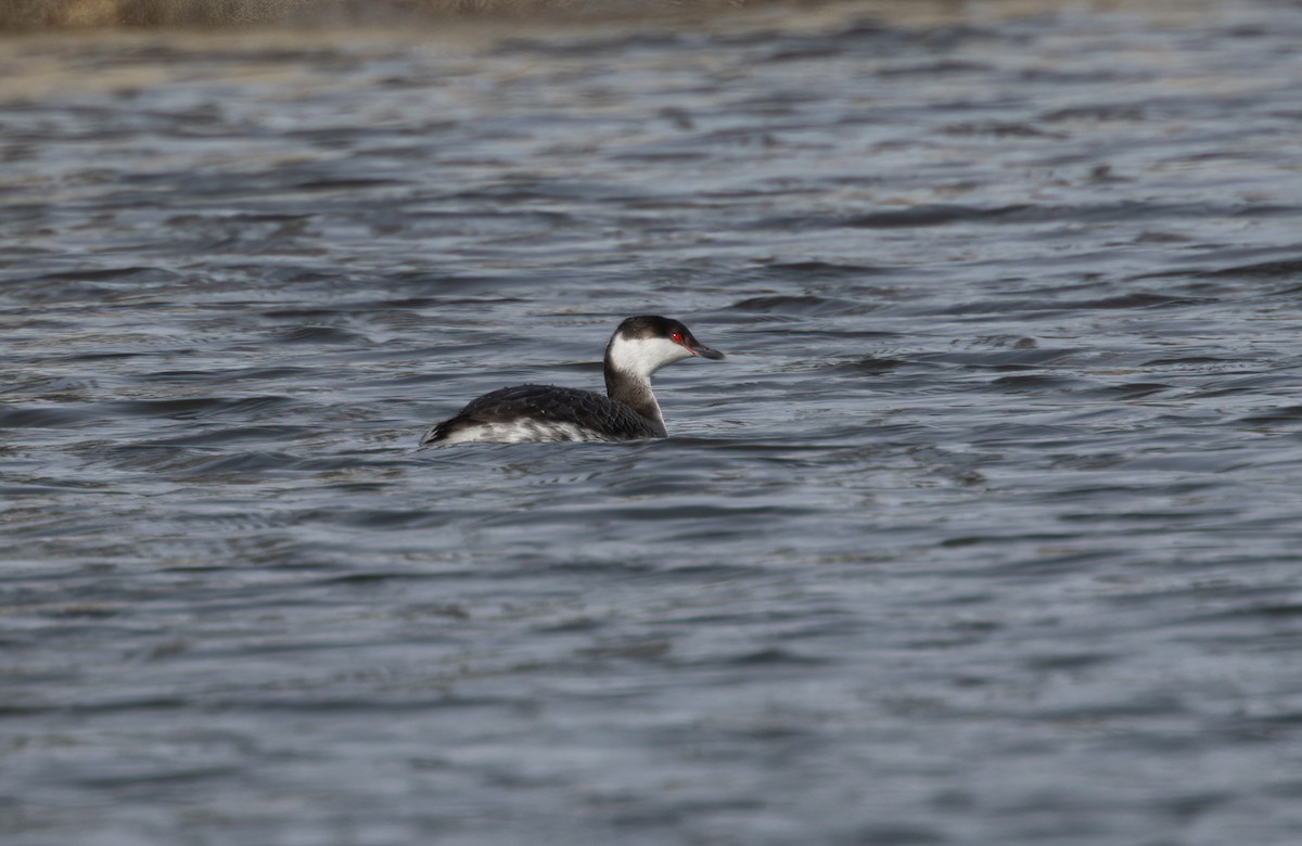 Horned Grebe - ML536185121