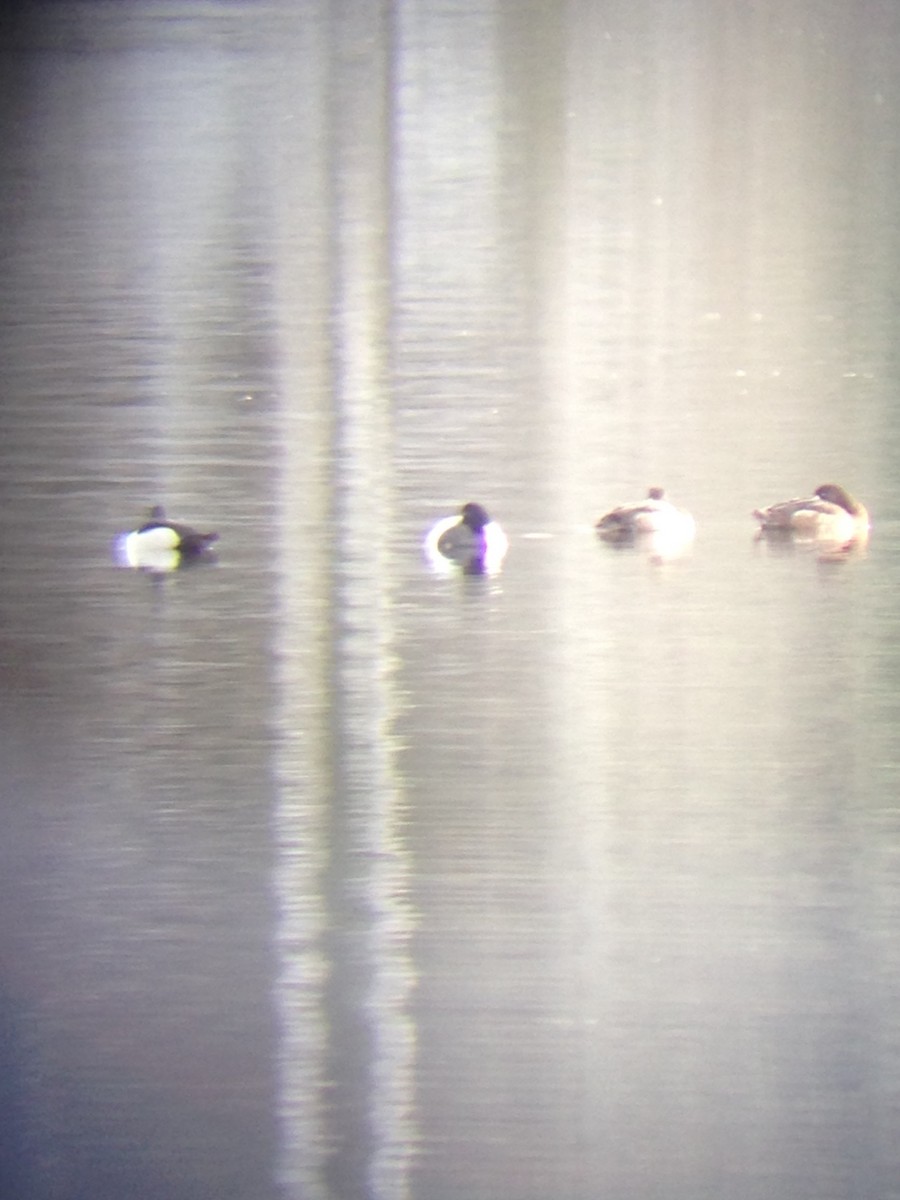 Greater Scaup - ML53618591