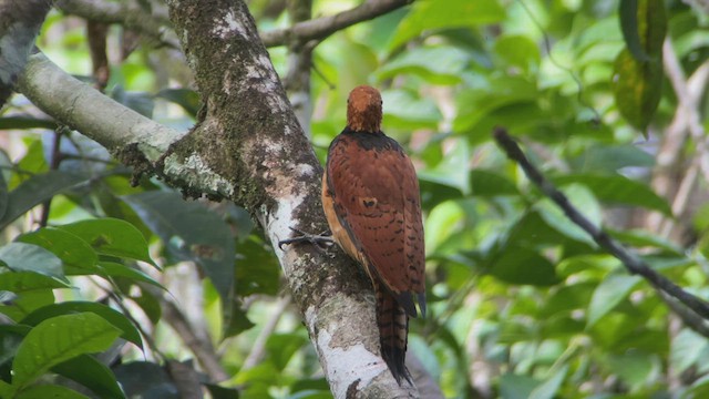 Ringed Woodpecker - ML536186801