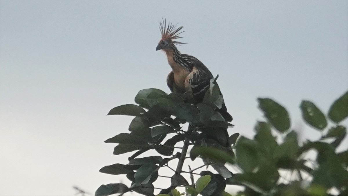 hoatzin - ML536187081