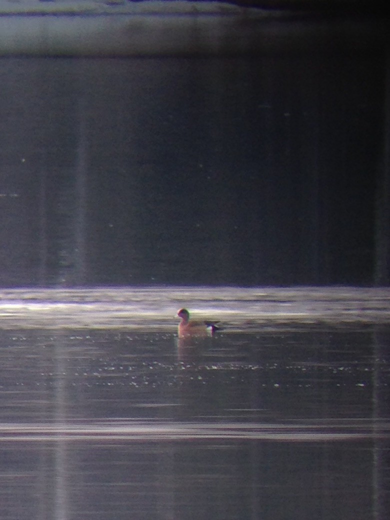 American Wigeon - David Harrison