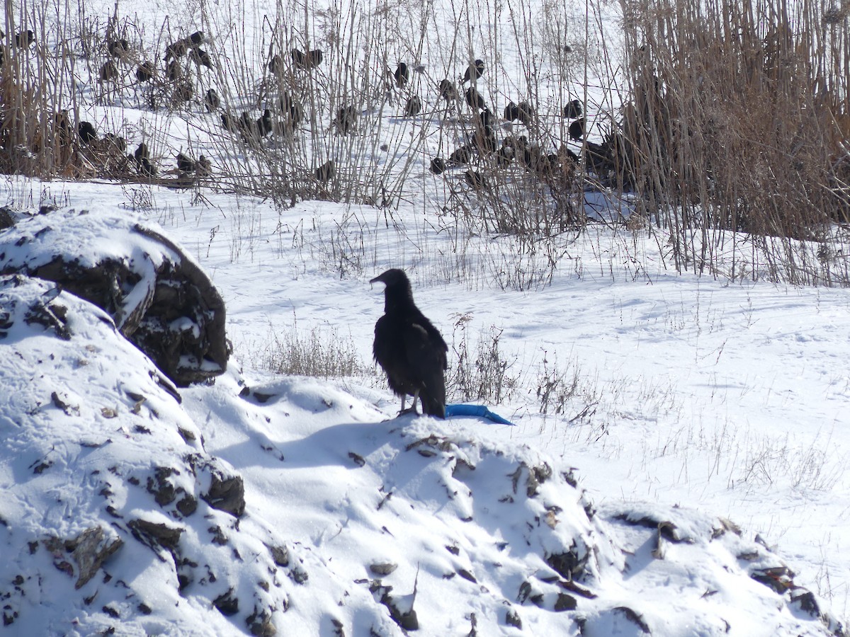 Black Vulture - ML536188681