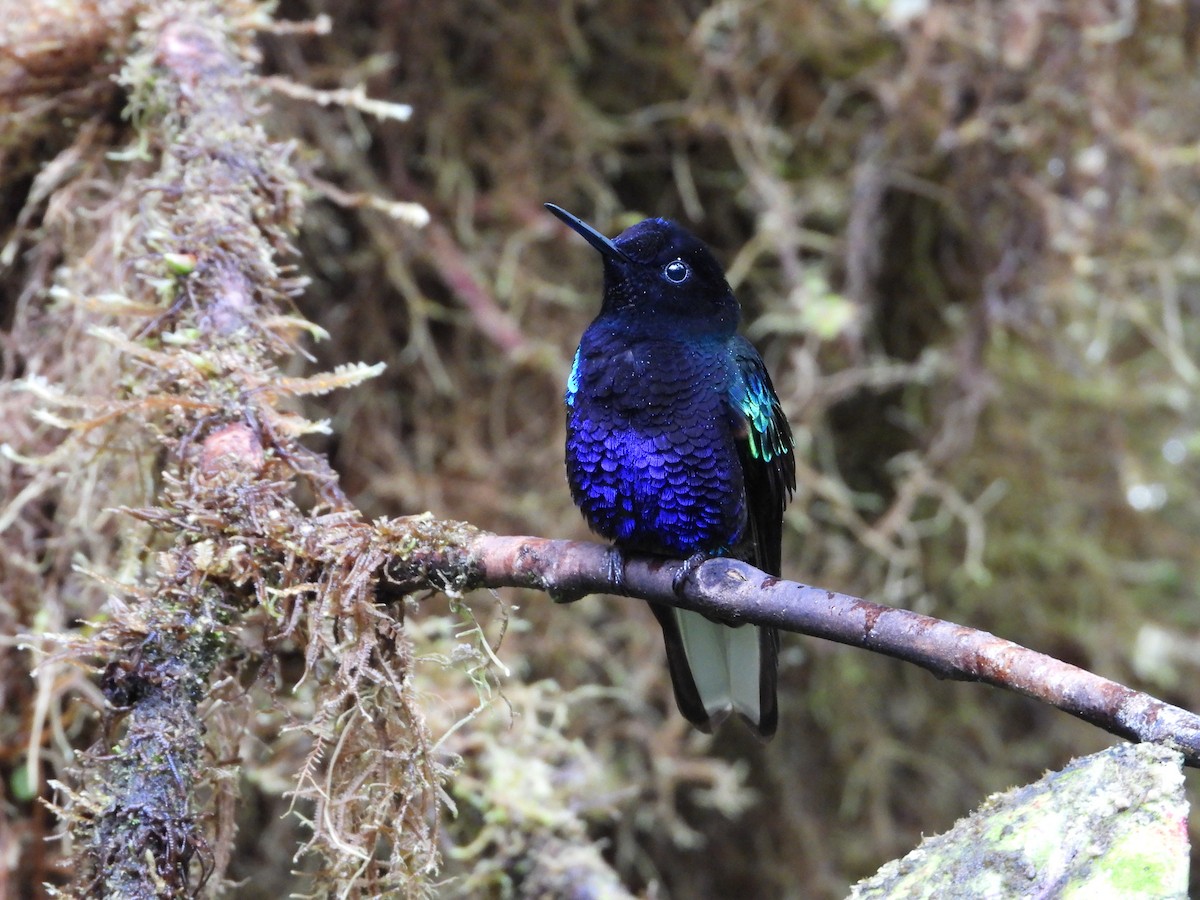 Velvet-purple Coronet - ML536189621