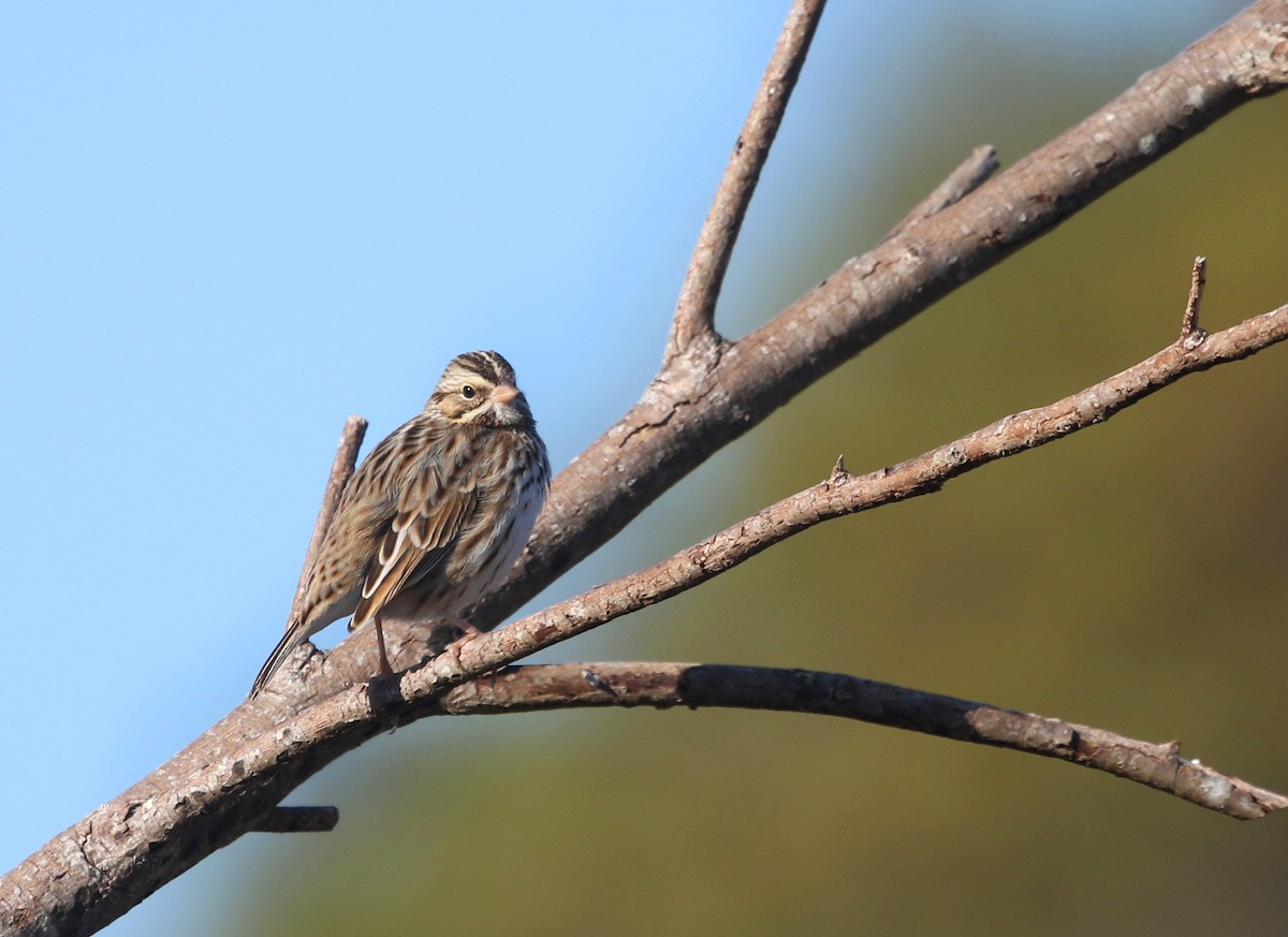 Savannah Sparrow (Savannah) - ML536189681