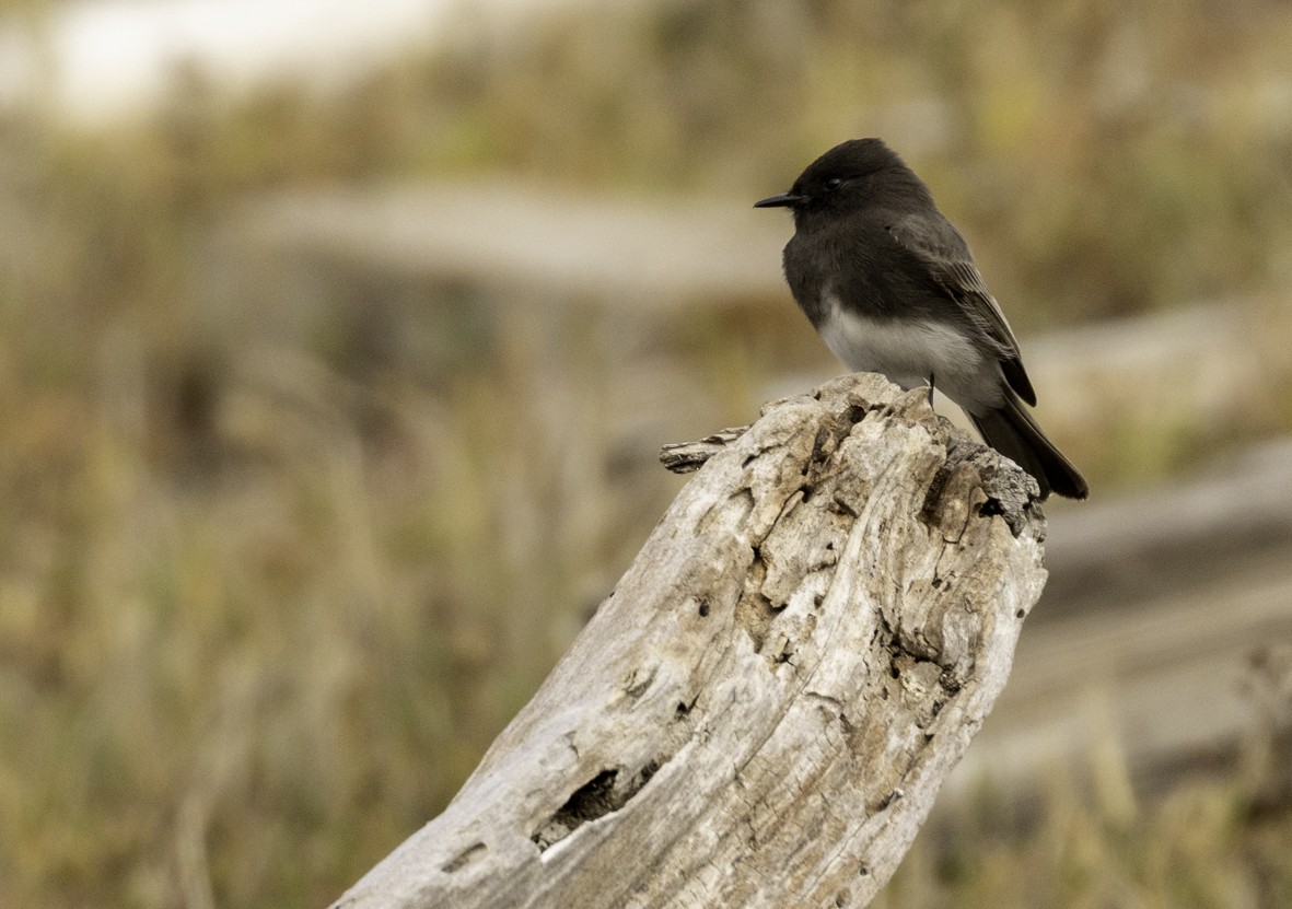 Black Phoebe - ML536189741