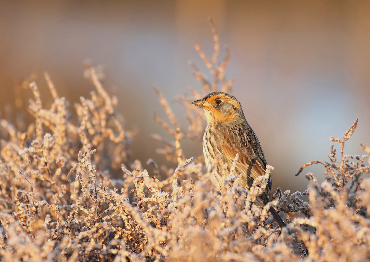 Saltmarsh Sparrow - ML536189751