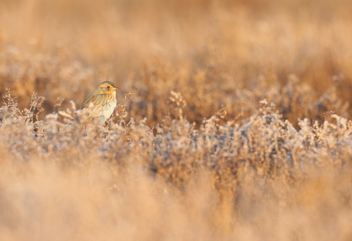 Saltmarsh Sparrow - ML536189791