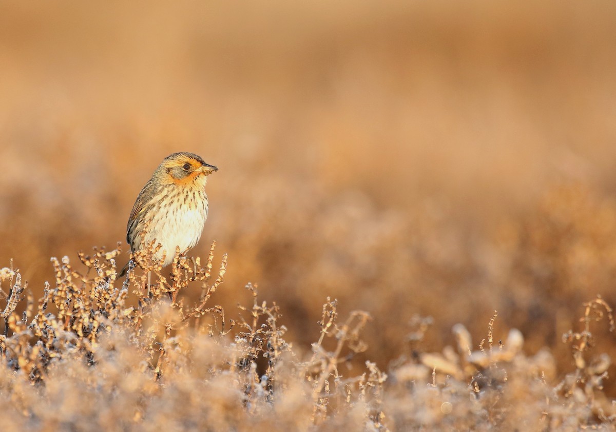 Saltmarsh Sparrow - ML536189831