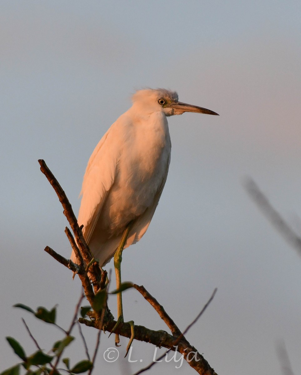 Little Blue Heron - ML536190081