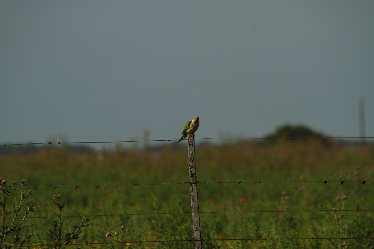 Monk Parakeet - ML536190521