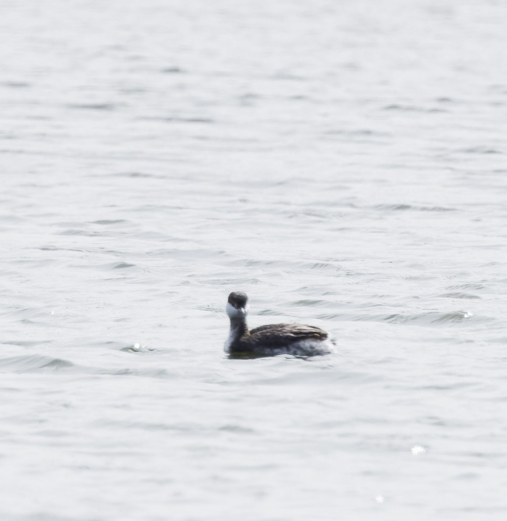 Horned Grebe - ML536191271