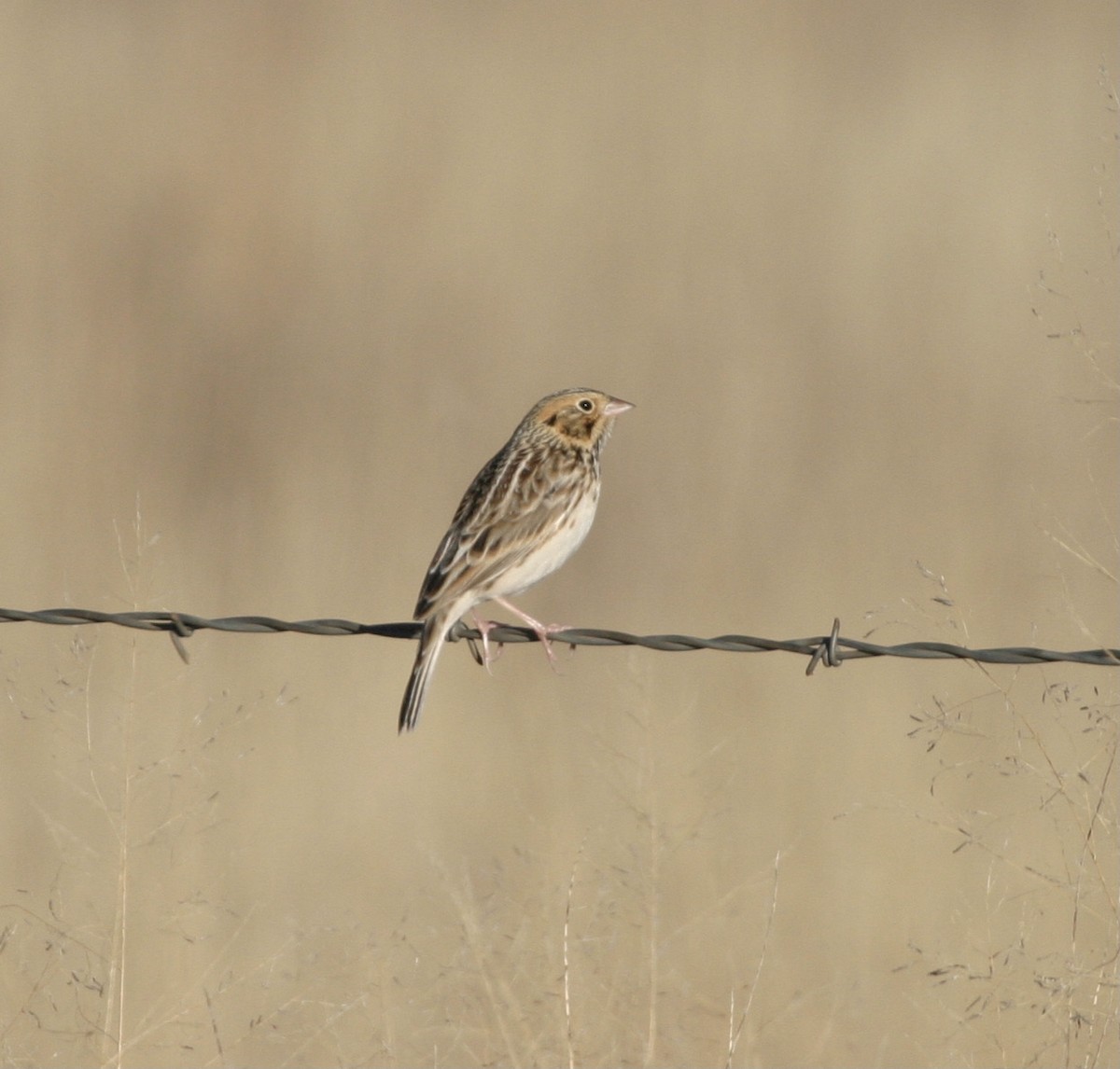 Baird's Sparrow - ML536191551