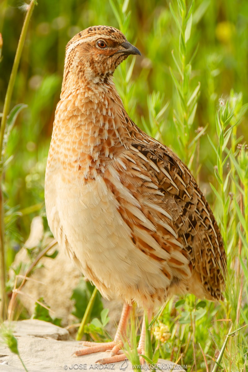 Common Quail - ML536191581