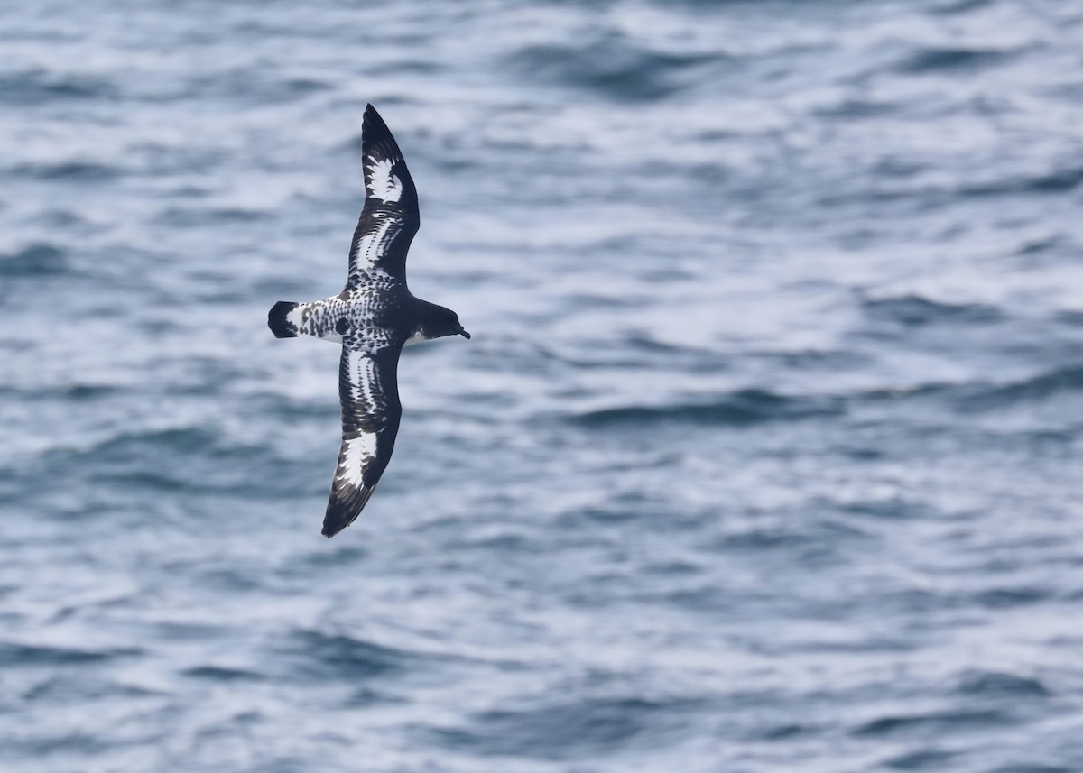 Cape Petrel - ML536192181