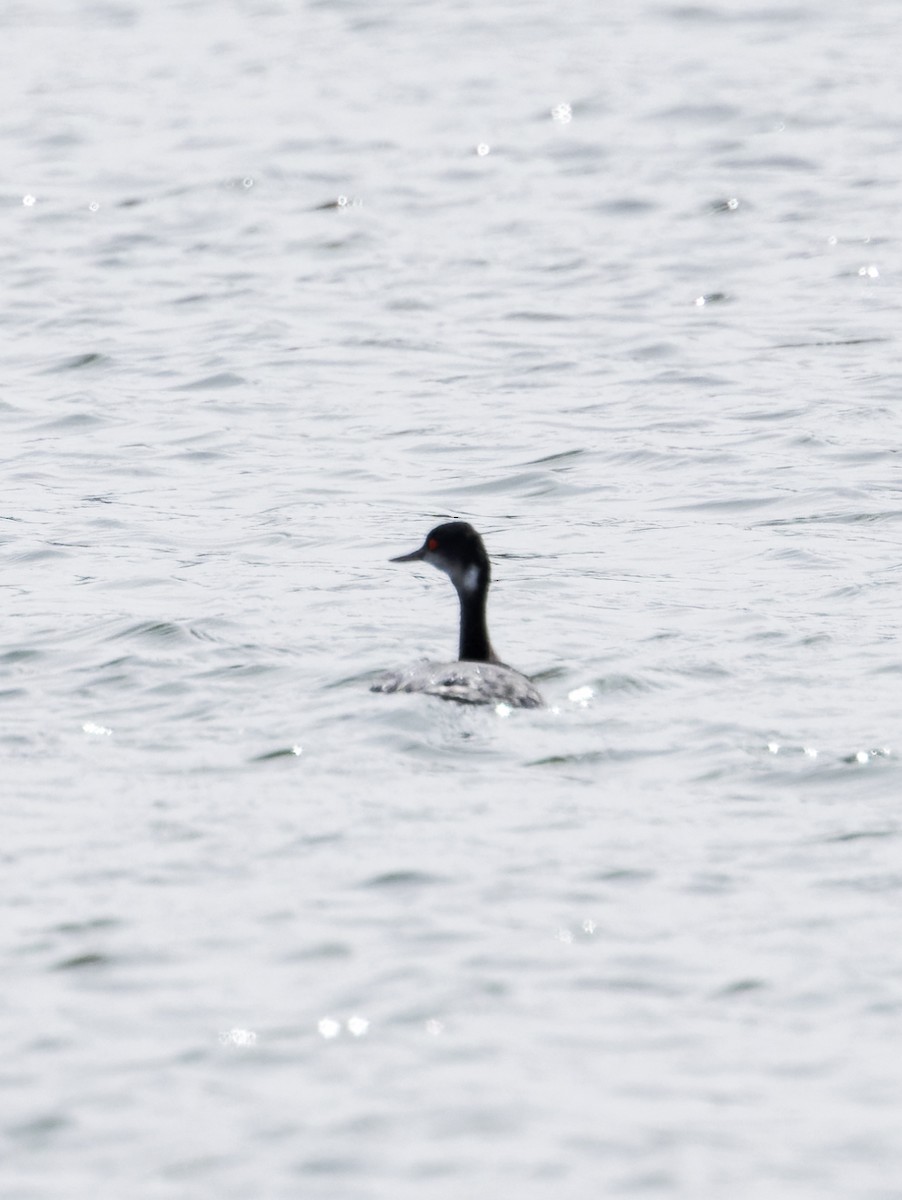 Eared Grebe - ML536192531